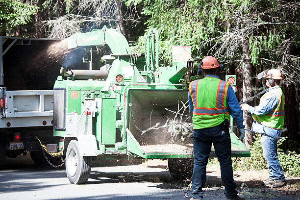 Best Tree Removal Service  in Altadena, CA